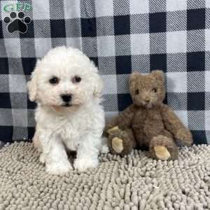 Bruce, Bichon Frise Puppy