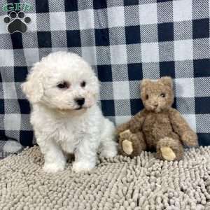 Bruce, Bichon Frise Puppy