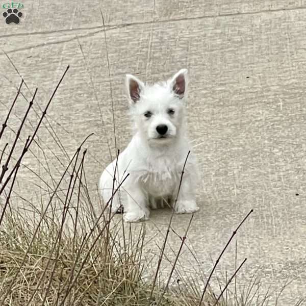 Liam, West Highland Terrier Puppy