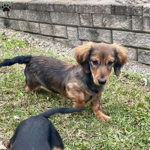 Tom, Dachshund Puppy