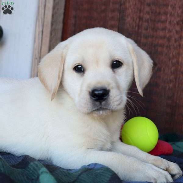 Annie, Yellow Labrador Retriever Puppy