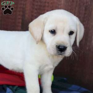 Annie, Yellow Labrador Retriever Puppy