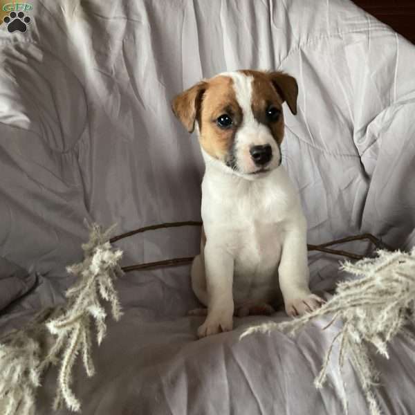 Duke, Jack Russell Terrier Puppy