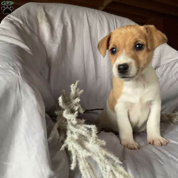 Dino, Jack Russell Terrier Puppy