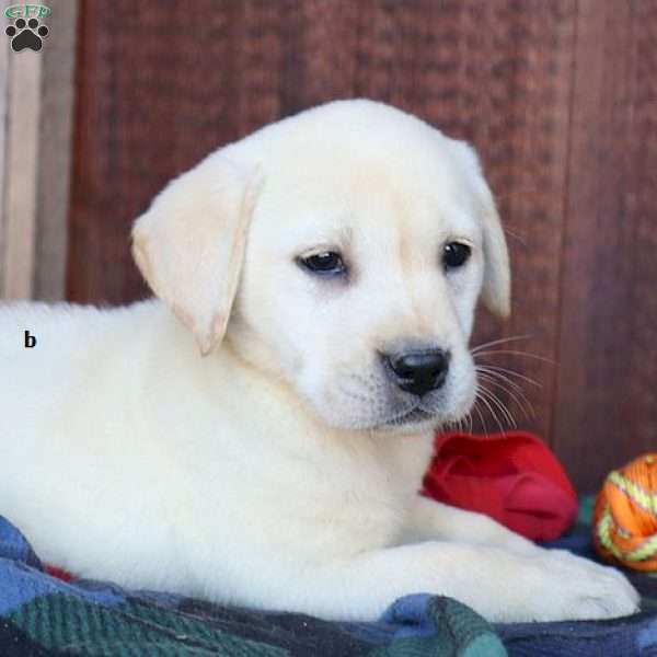 Bailey, Yellow Labrador Retriever Puppy