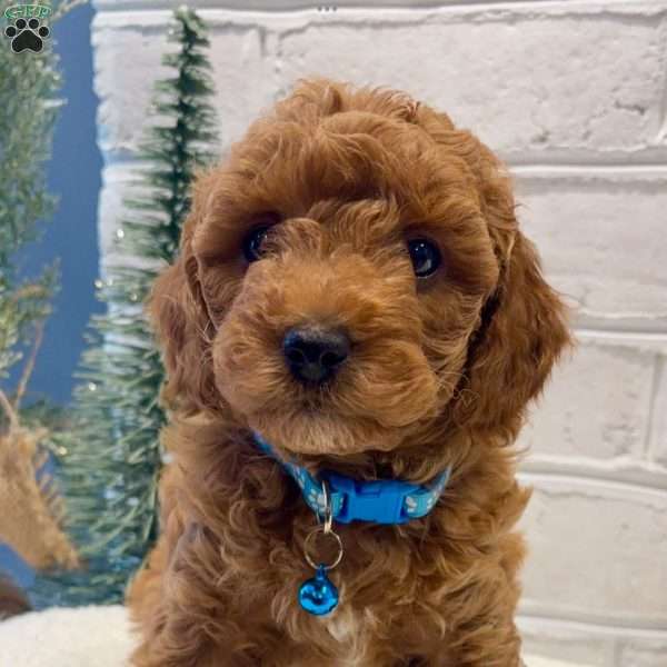 Mars, Miniature Poodle Puppy