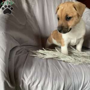 Delilah, Jack Russell Terrier Puppy