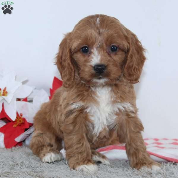 Glenda, Cockapoo Puppy