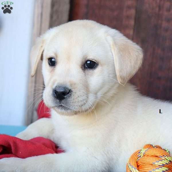 Lucy, Yellow Labrador Retriever Puppy
