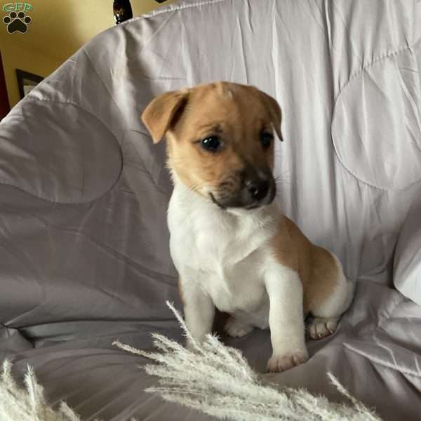 Delilah, Jack Russell Terrier Puppy