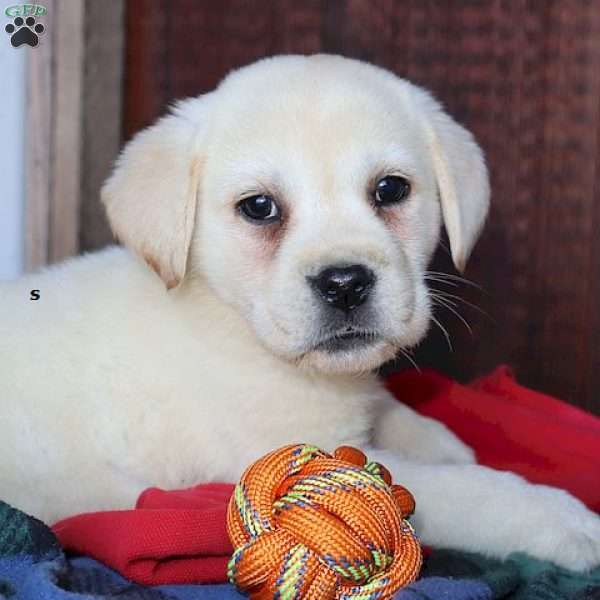 Sophia, Yellow Labrador Retriever Puppy