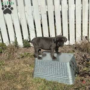Casey, Cane Corso Puppy
