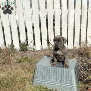 Casey, Cane Corso Puppy