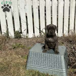 Casey, Cane Corso Puppy