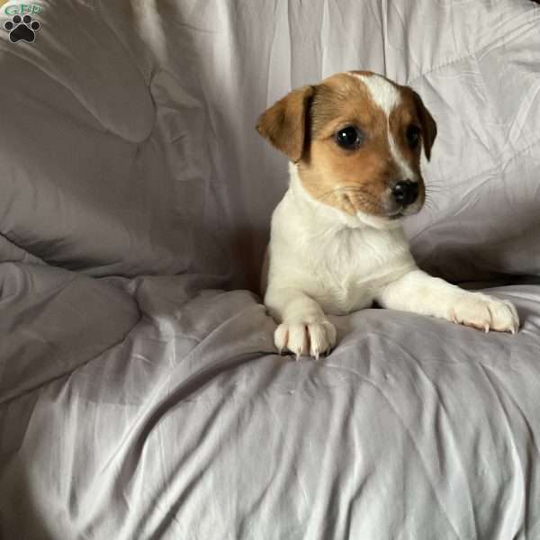 Dora, Jack Russell Terrier Puppy