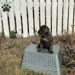 Casey, Cane Corso Puppy