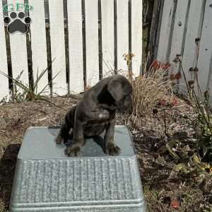 Casey, Cane Corso Puppy