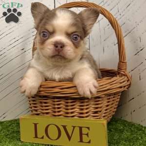 Zack, French Bulldog Puppy