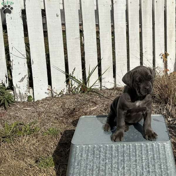 Casey, Cane Corso Puppy