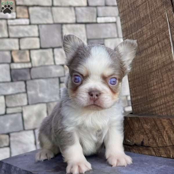 Zack, French Bulldog Puppy