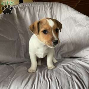 Dora, Jack Russell Terrier Puppy