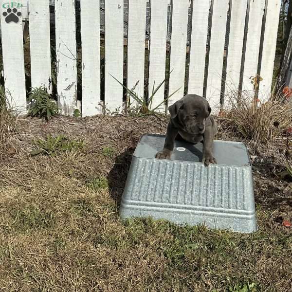 Connie, Cane Corso Puppy