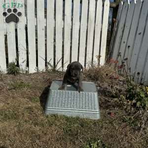 Connie, Cane Corso Puppy