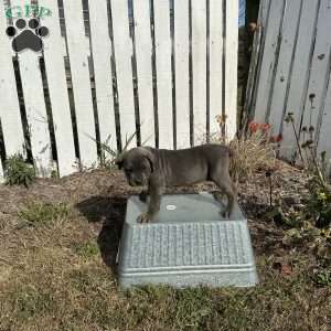 Connie, Cane Corso Puppy
