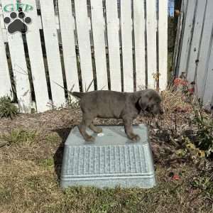 Connie, Cane Corso Puppy