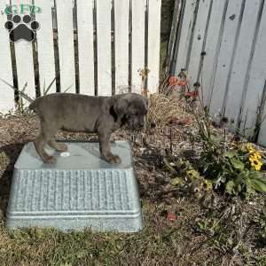 Connie, Cane Corso Puppy
