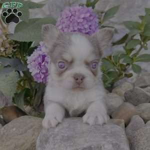 Zack, French Bulldog Puppy