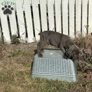 Danny, Cane Corso Puppy