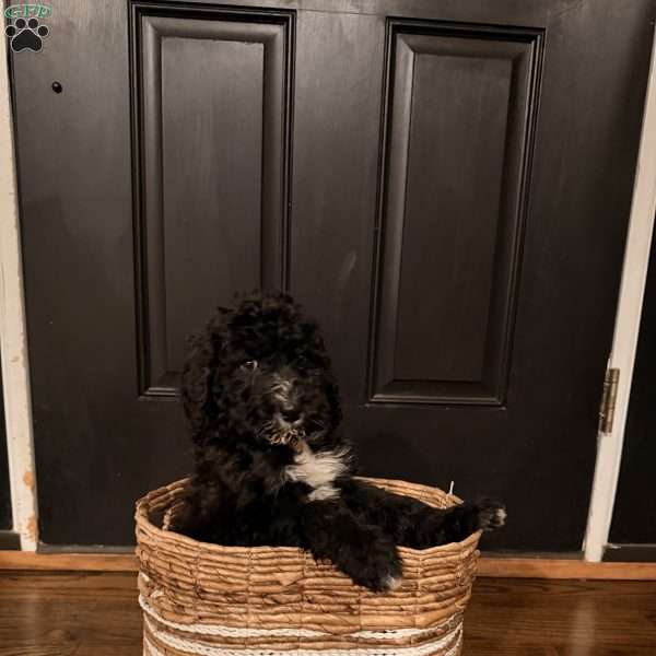 Bow, Bernedoodle Puppy