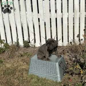 Danny, Cane Corso Puppy