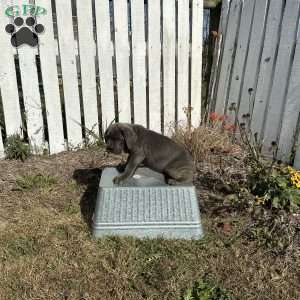 Danny, Cane Corso Puppy