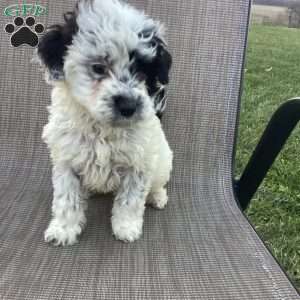 Oreo, Portuguese Water Dog Puppy