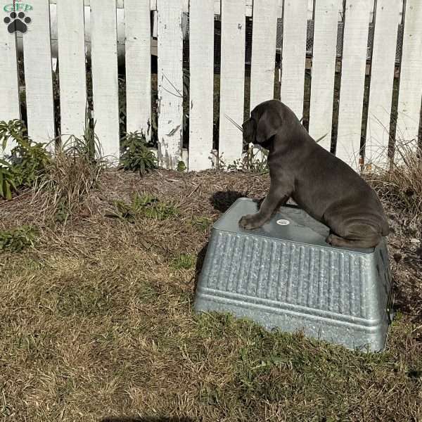 Danny, Cane Corso Puppy