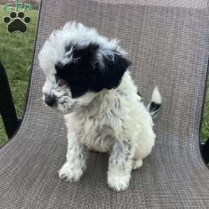 Oreo, Portuguese Water Dog Puppy