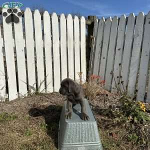 Danny, Cane Corso Puppy