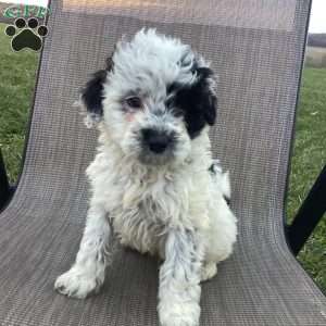 Oreo, Portuguese Water Dog Puppy