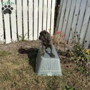 Danny, Cane Corso Puppy