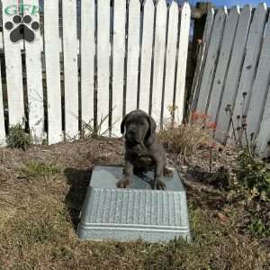 Danny, Cane Corso Puppy