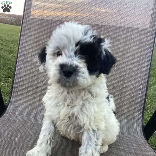Oreo, Portuguese Water Dog Puppy