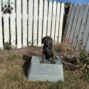 Danny, Cane Corso Puppy