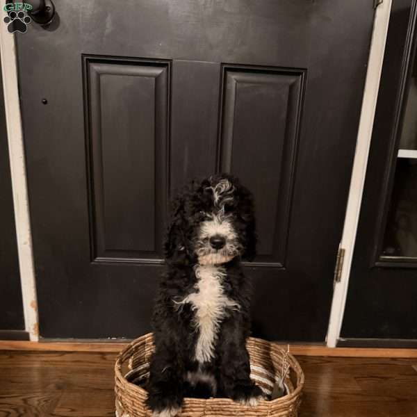 Maple, Bernedoodle Puppy