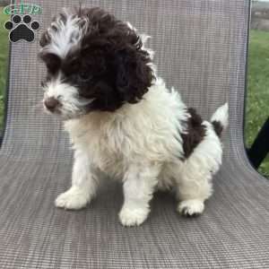 Kelly, Portuguese Water Dog Puppy
