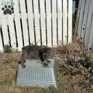 Davy, Cane Corso Puppy