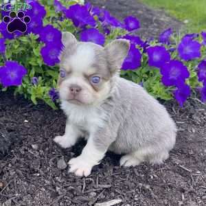 Zack, French Bulldog Puppy