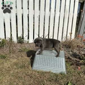 Davy, Cane Corso Puppy