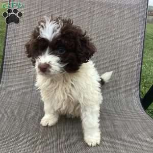 Kelly, Portuguese Water Dog Puppy